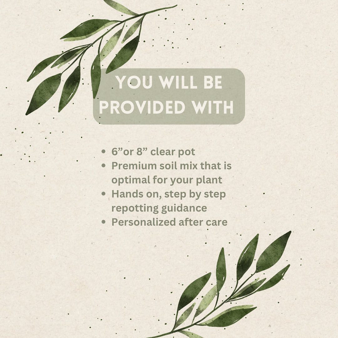 Repotting Class 8/27