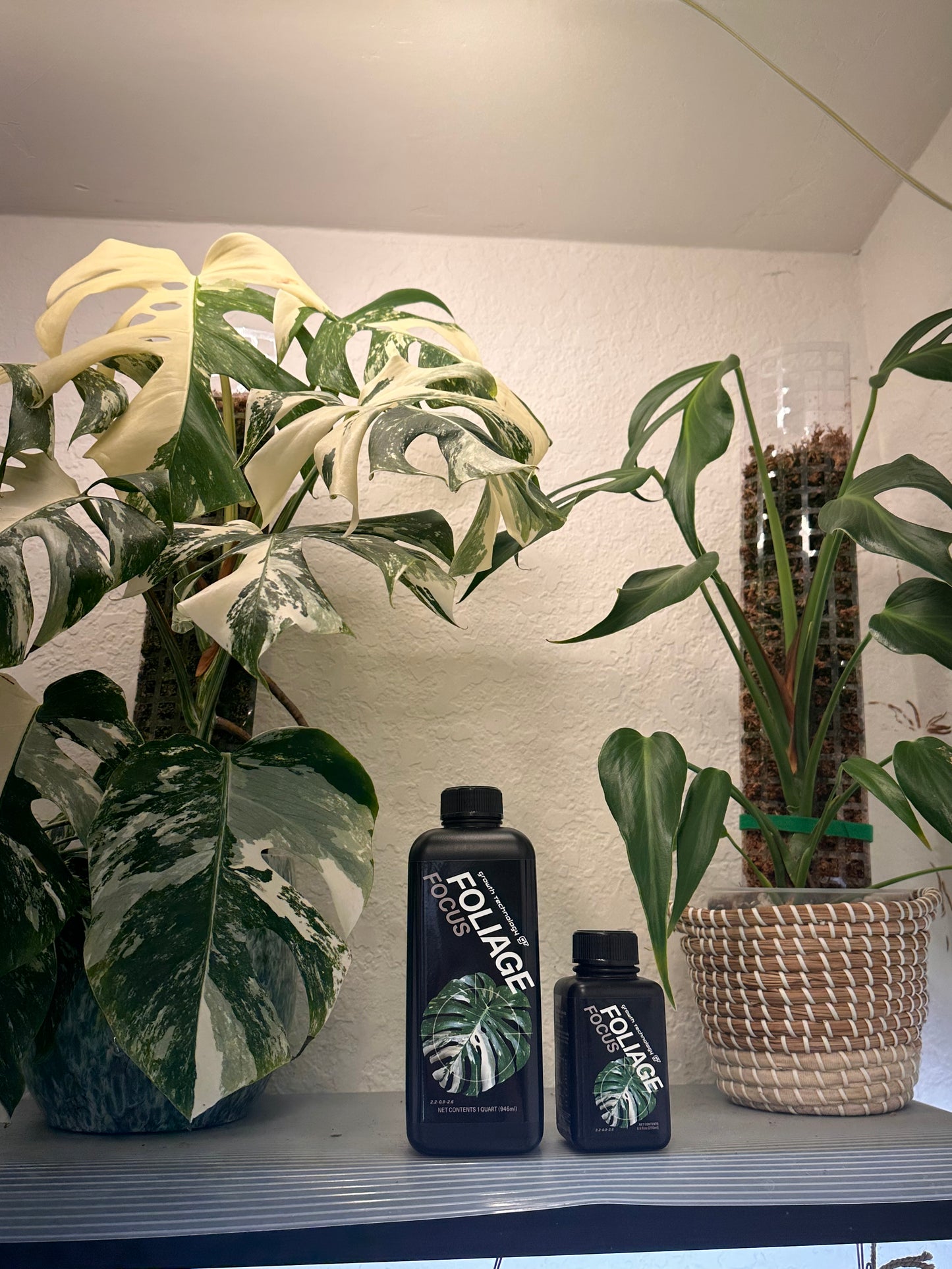 Growth Technology Foliage Focus