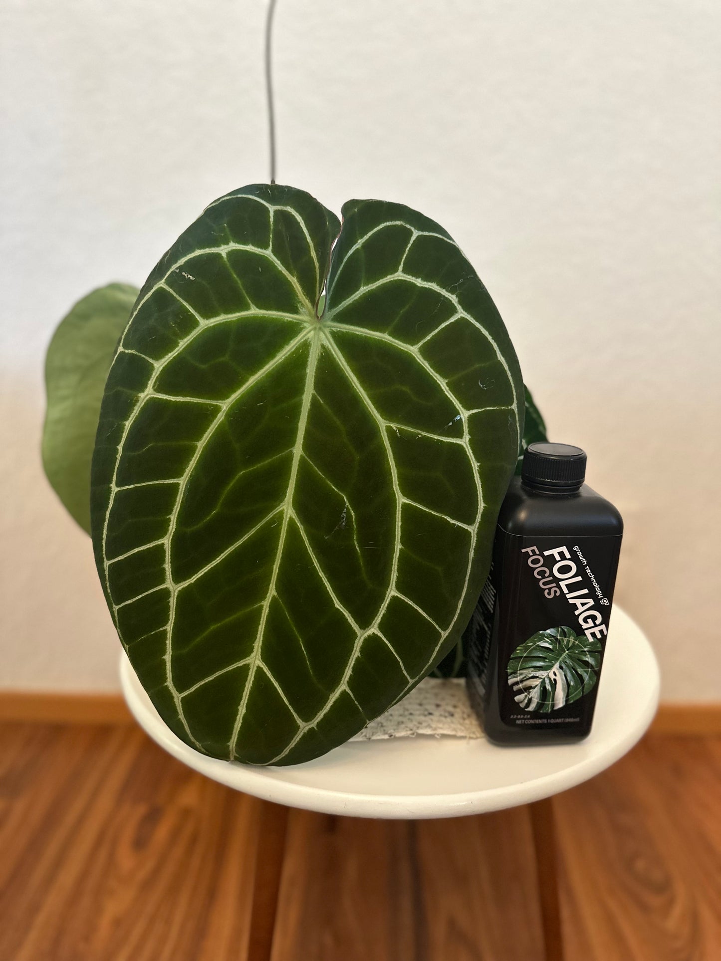 Growth Technology Foliage Focus