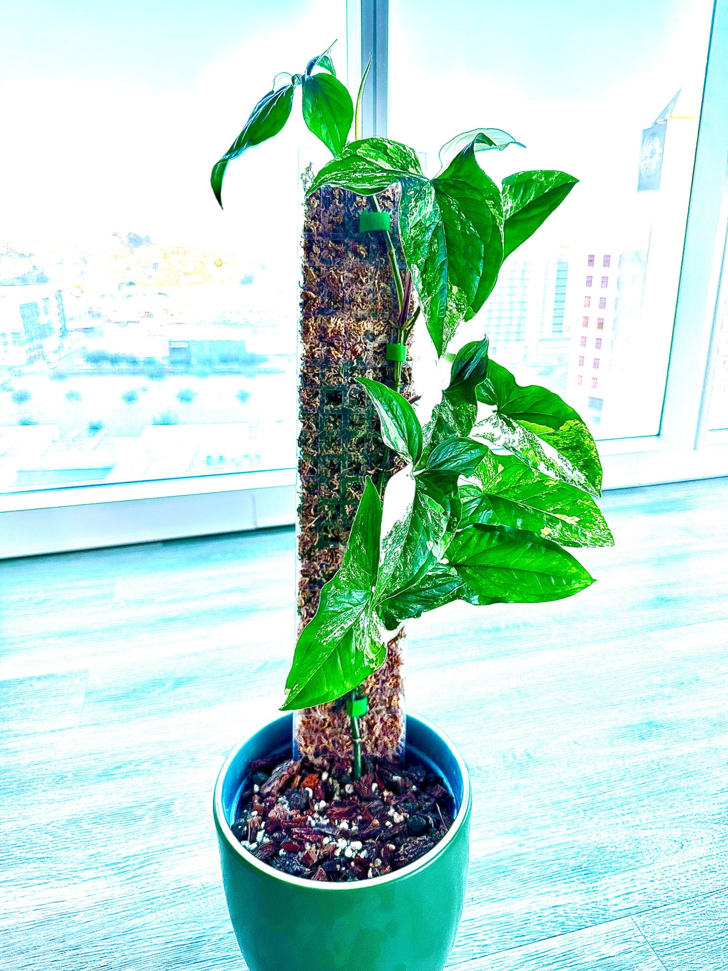 24" Clear Moss Pole (4 pack)